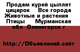 Продам курей цыплят,цицарок. - Все города Животные и растения » Птицы   . Мурманская обл.,Оленегорск г.